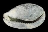 Pliocene Cowry Gastropod (Siphocypraea) Fossil - Florida #148568-1